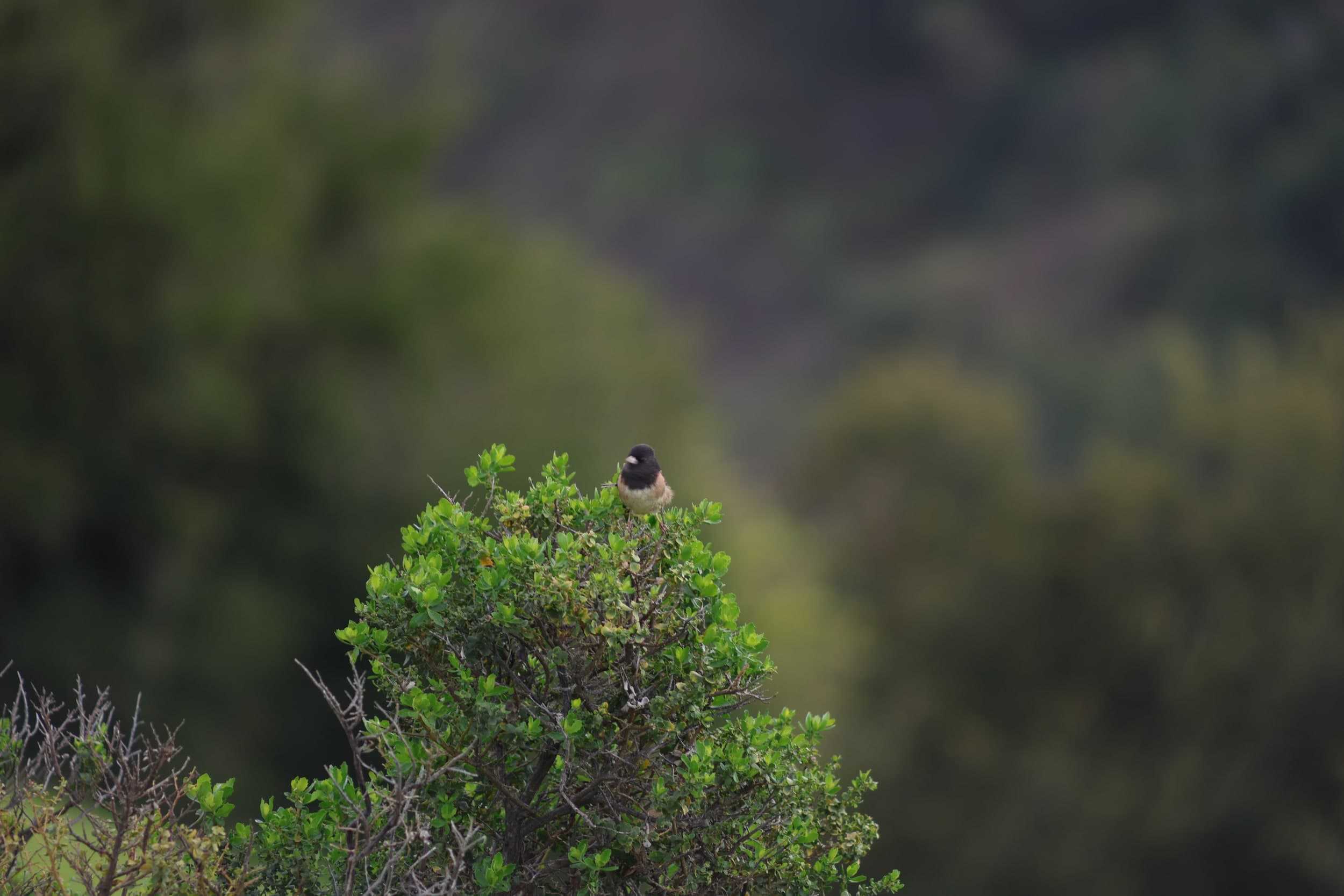 A small bird with a black head perched on top of a green shrub