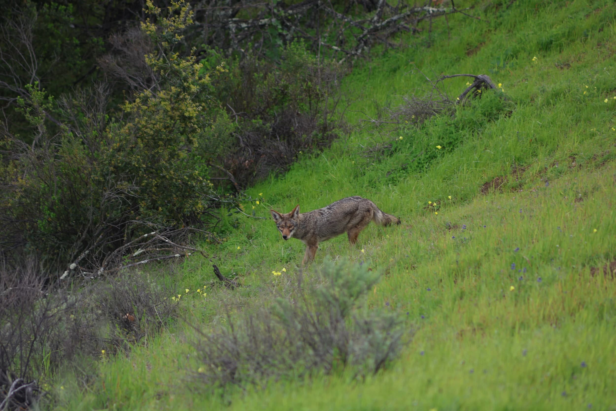 A coyote standing on a green hillside, looking toward the camera
